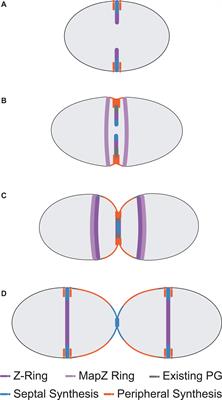 The Pneumococcal Divisome: Dynamic Control of Streptococcus pneumoniae Cell Division